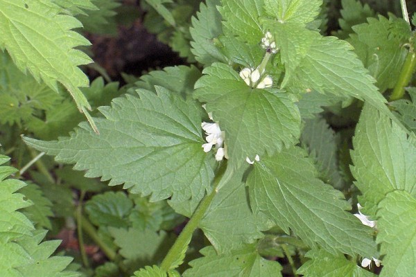 Картинки по запросу Եղինջ