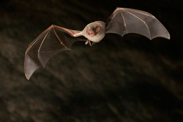 Econews.am | Սովորական երկարաթև չղջիկ. Հայաստանի Կարմիր գիրք