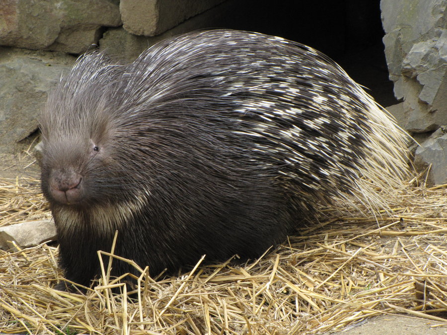  | Indian crested porcupine: Red Data Book of Armenia