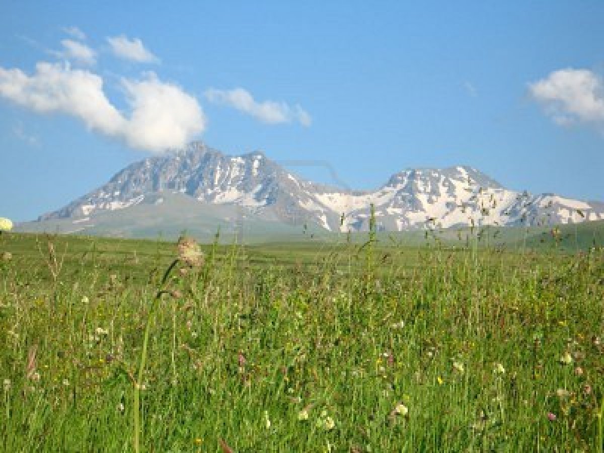 Алагяз трава Армения