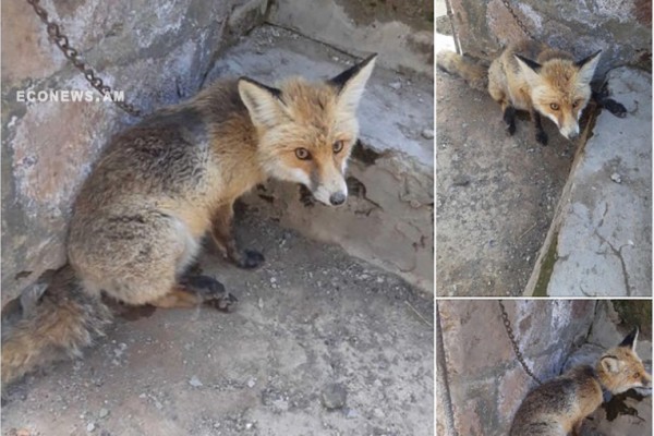 Econews.am | «Ջահել աղվես ա էգ ու ձագովա»․ վայրի բնությունից գողացված ...