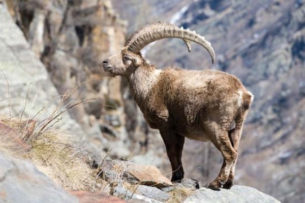 Bezoar goat facts, pictures, behaviour, habitat and conservation status